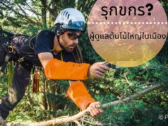 รุกขกร ผู้ดูแลต้นไม้ใหญ่ในเมือง อาชีพที่ตลาดแรงงานต้องการ รุกขกร ผู้ดูแลต้นไม้ใหญ่ในเมือง อาชีพที่ตลาดแรงงานต้องการ