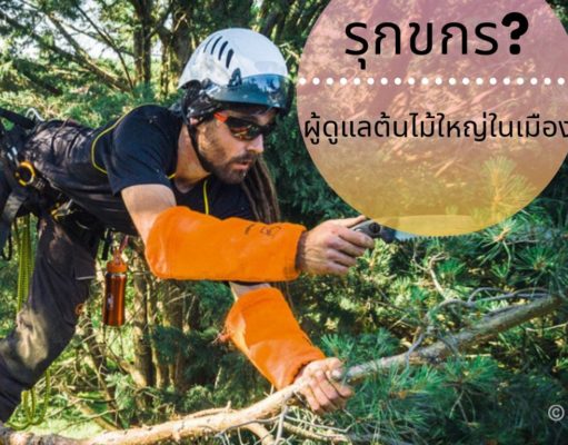 รุกขกร ผู้ดูแลต้นไม้ใหญ่ในเมือง อาชีพที่ตลาดแรงงานต้องการ รุกขกร ผู้ดูแลต้นไม้ใหญ่ในเมือง อาชีพที่ตลาดแรงงานต้องการ