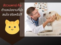 สัตวแพทย์ คือตำแหน่งงานที่น่าสนใจ จริงหรือ?