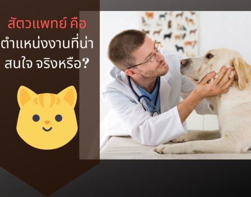 สัตวแพทย์ คือตำแหน่งงานที่น่าสนใจ จริงหรือ?